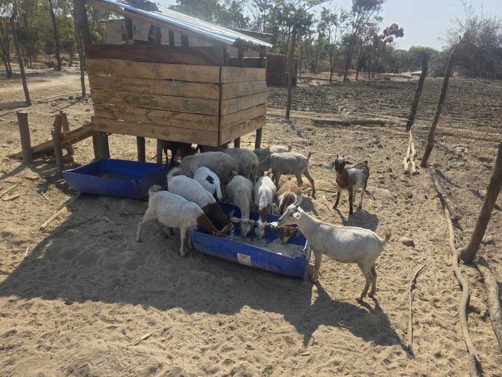 Goats eating from a trough